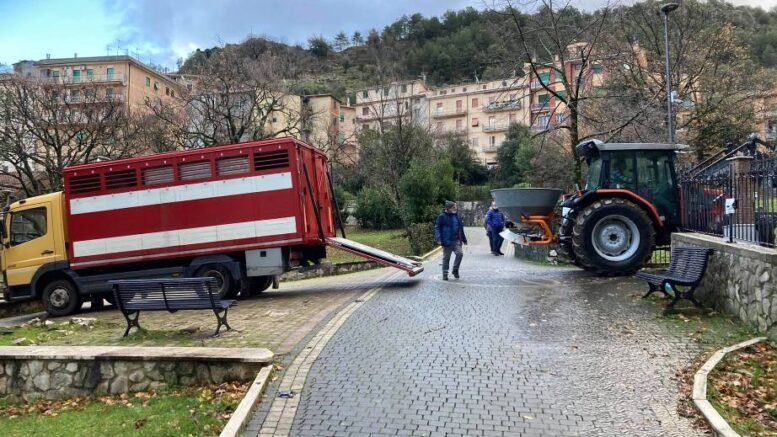 bovini inselvatichiti Carpineto Romano